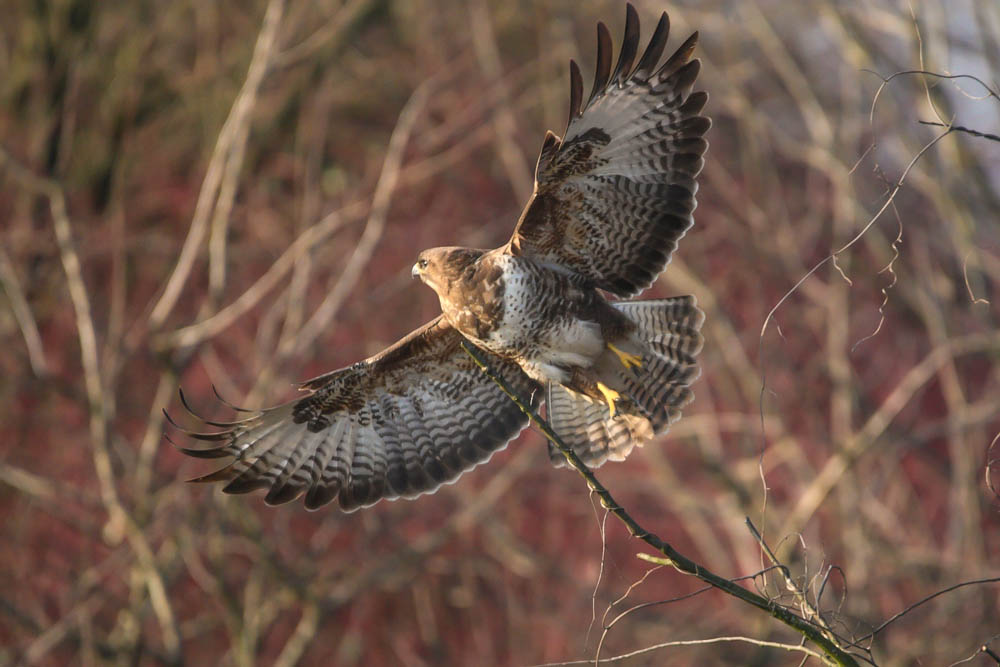 Mäusebussard