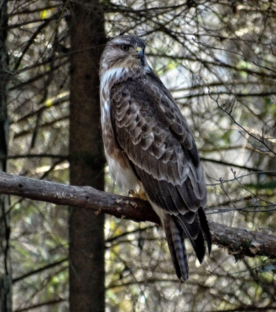 Mäusebussard