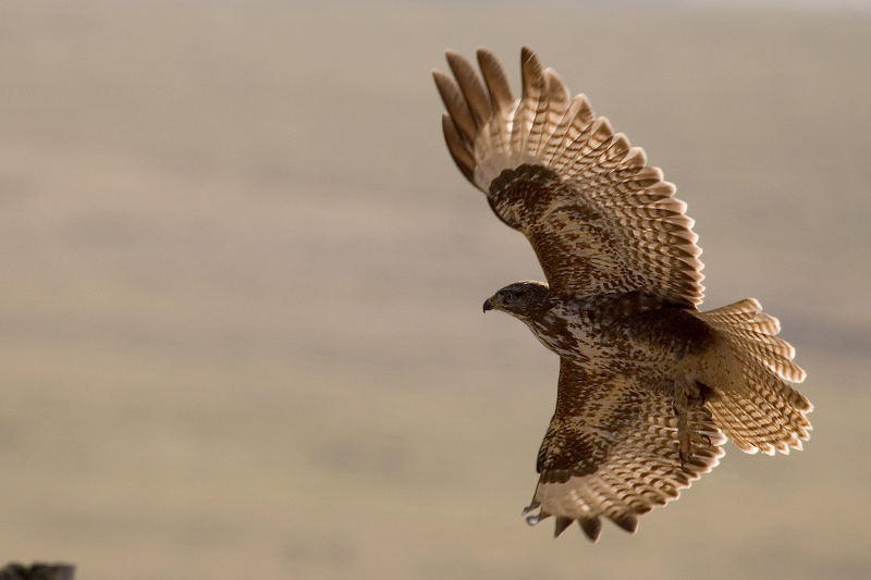 Mäusebussard