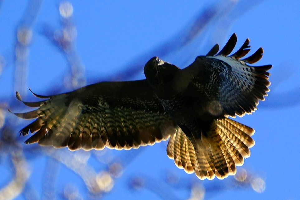 Mäusebussard 