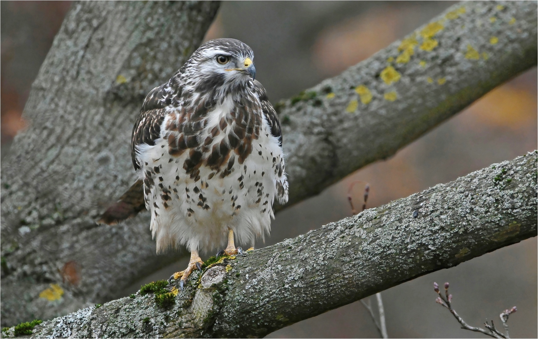 Mäusebussard