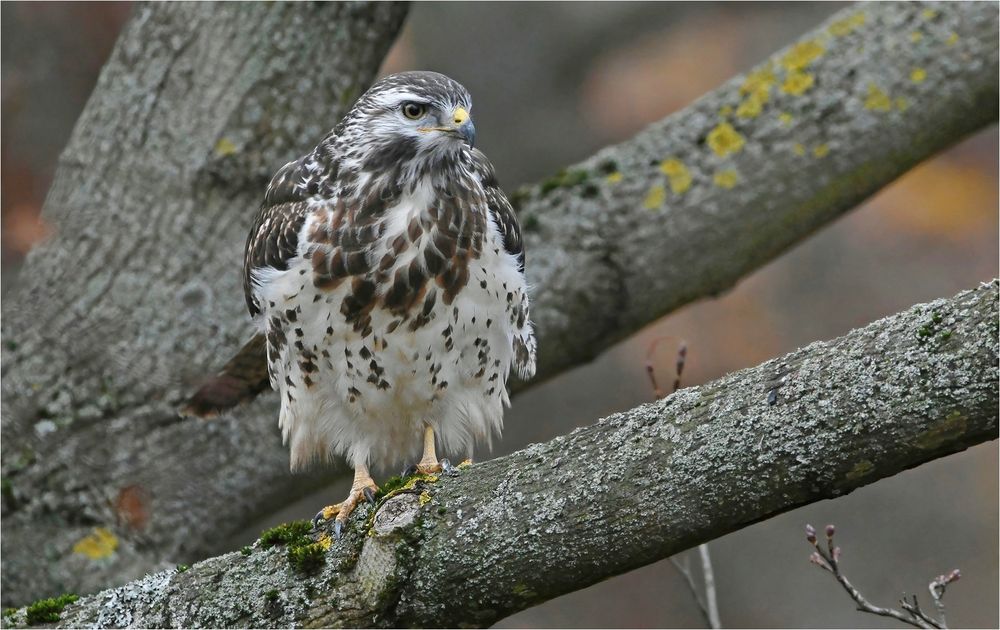 Mäusebussard