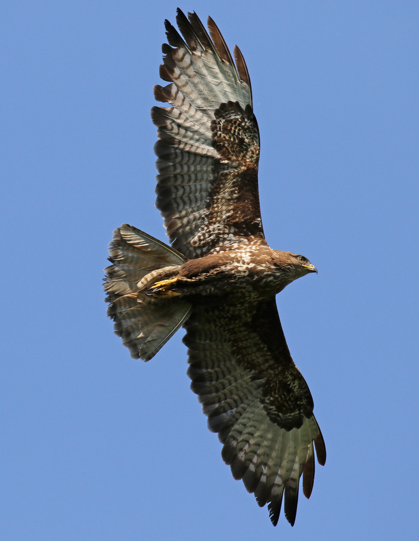 Mäusebussard