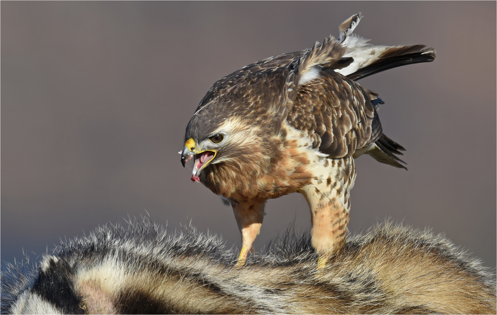 Mäusebussard 