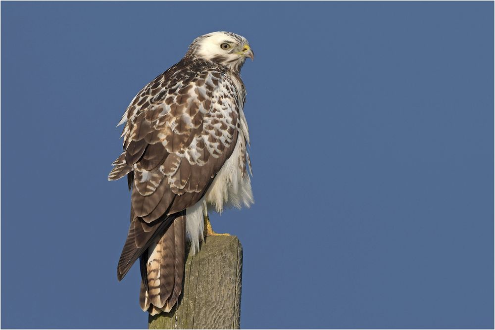 Mäusebussard