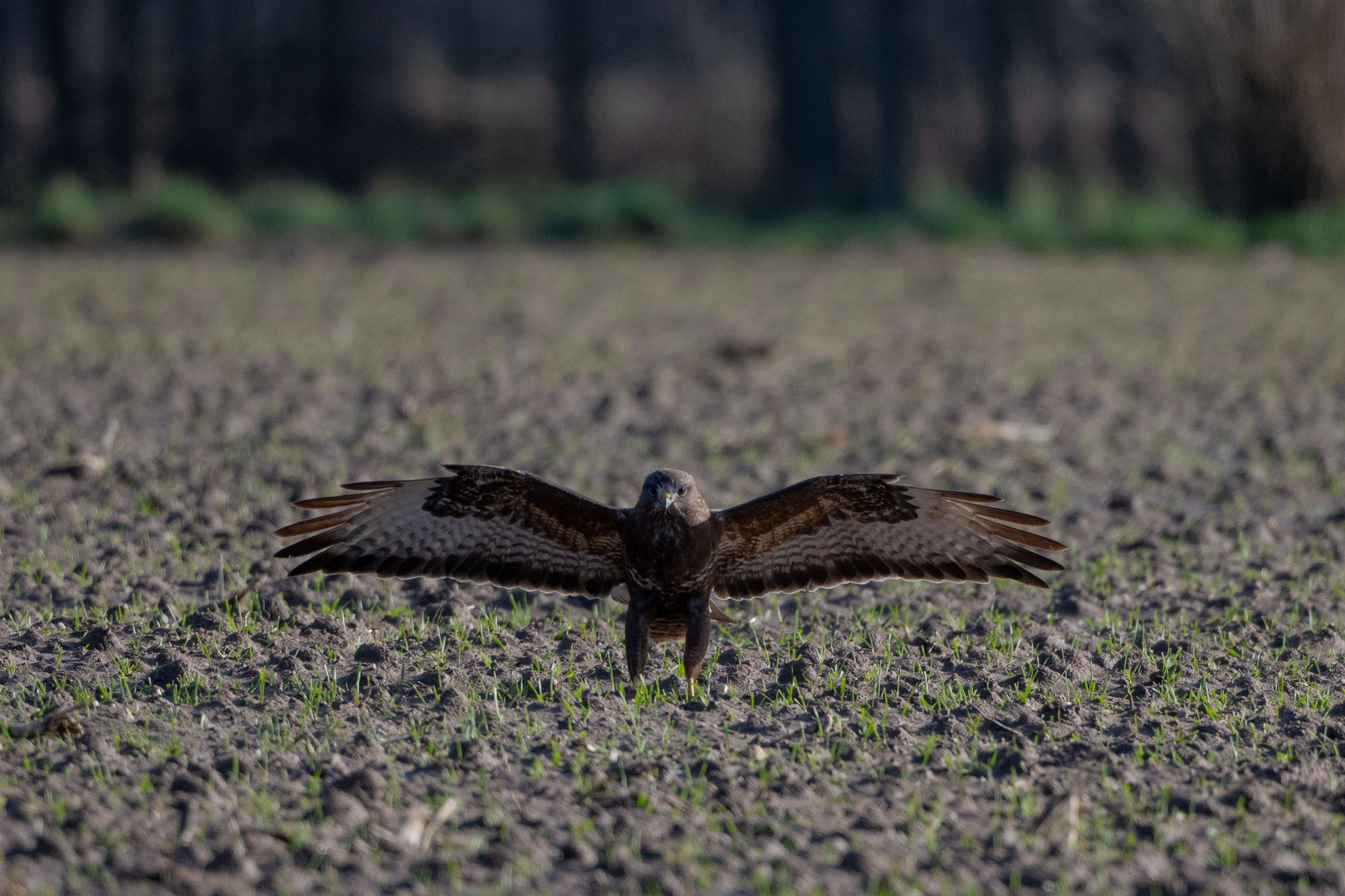 Mäusebussard