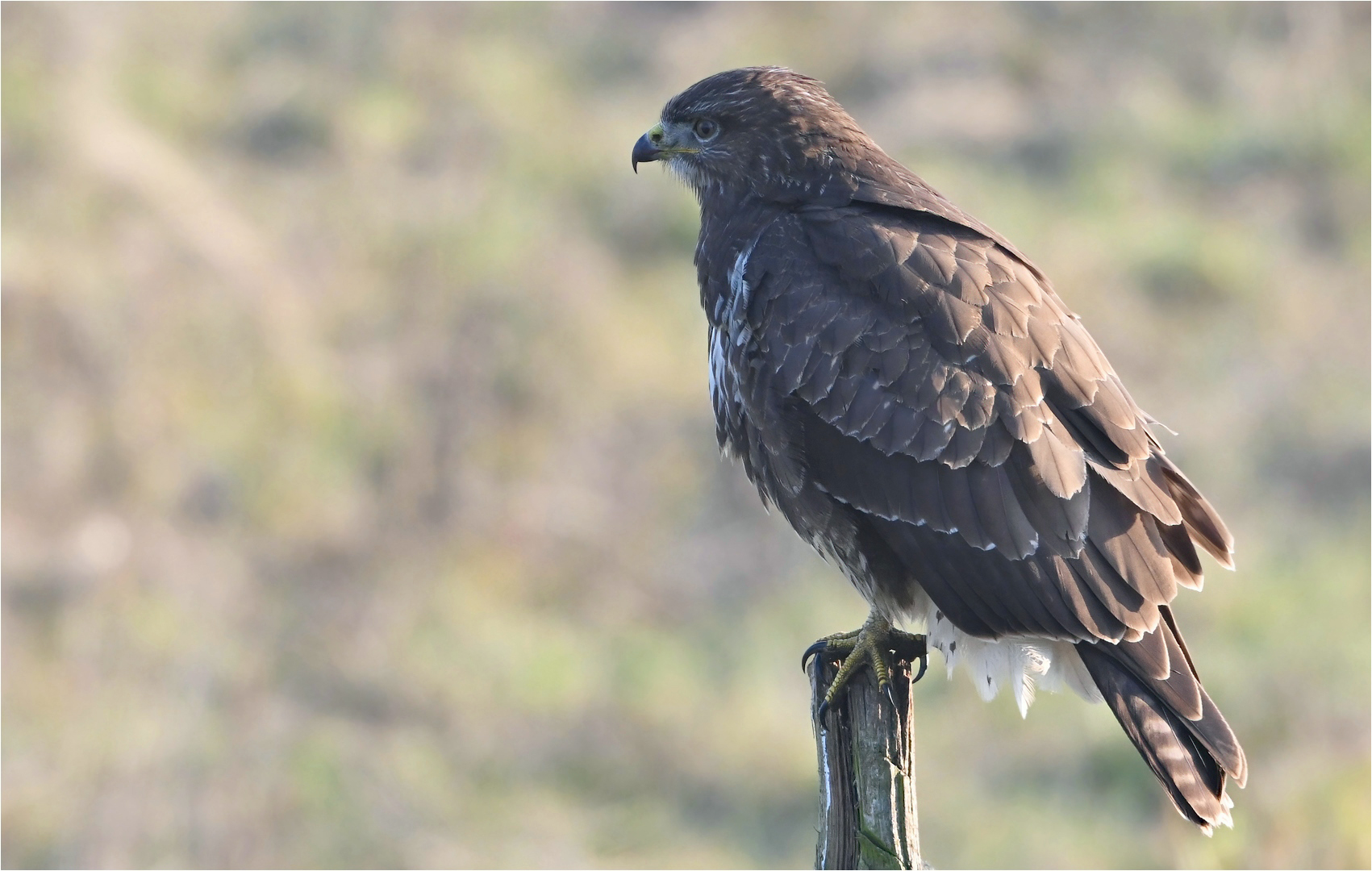 Mäusebussard