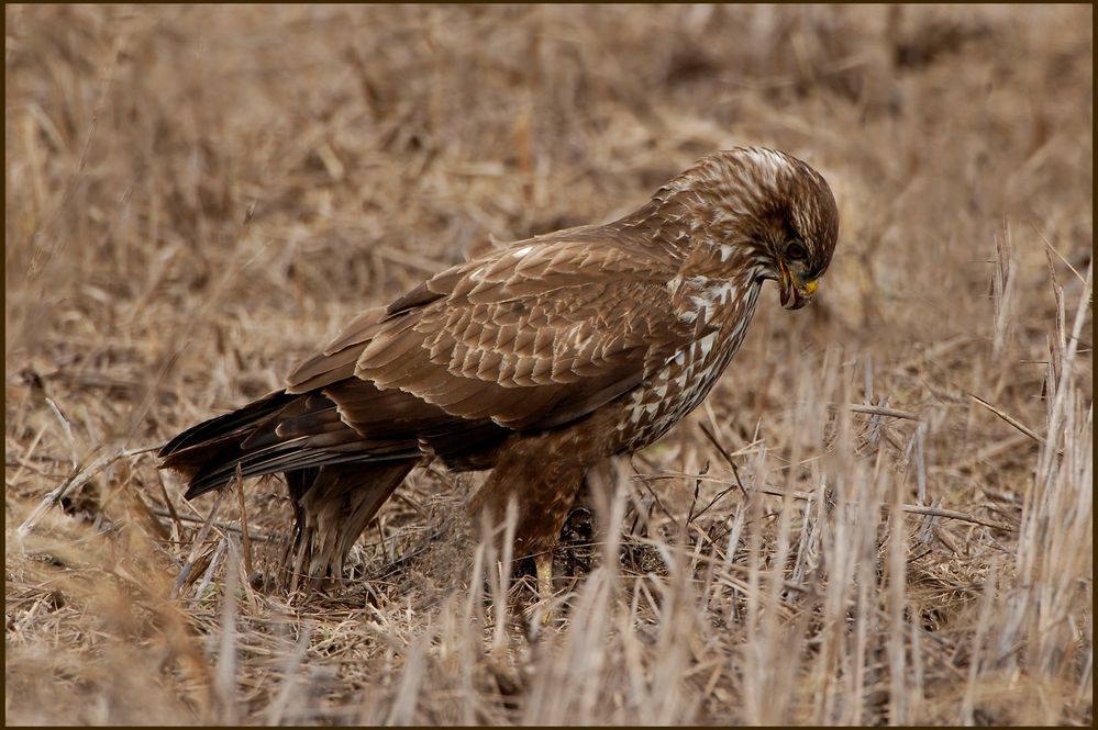 Mäusebussard