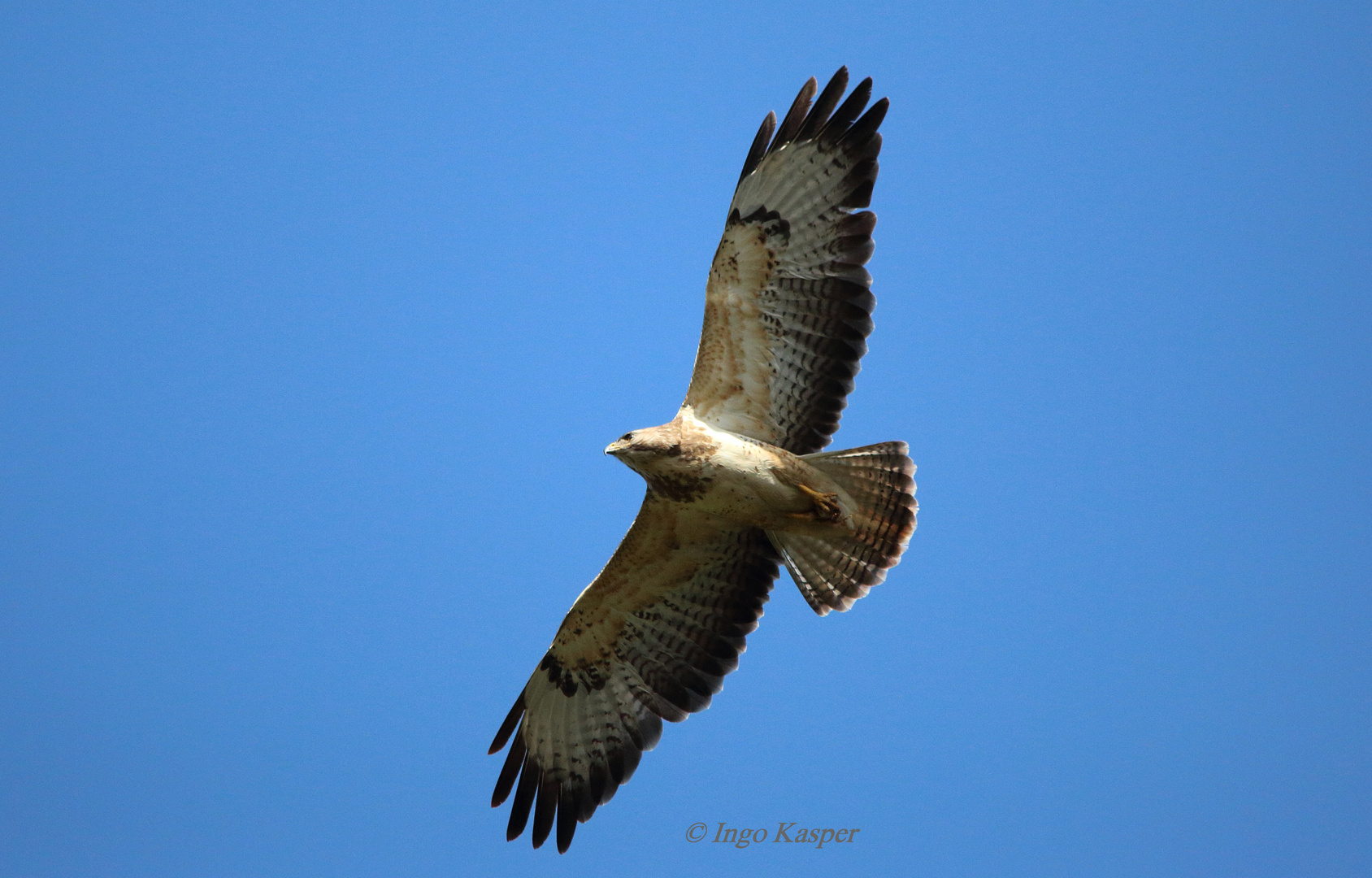 Mäusebussard