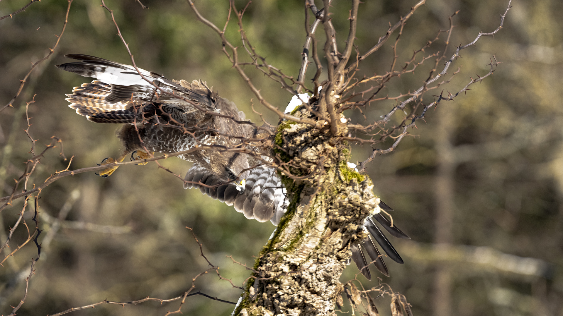 Mäusebussard