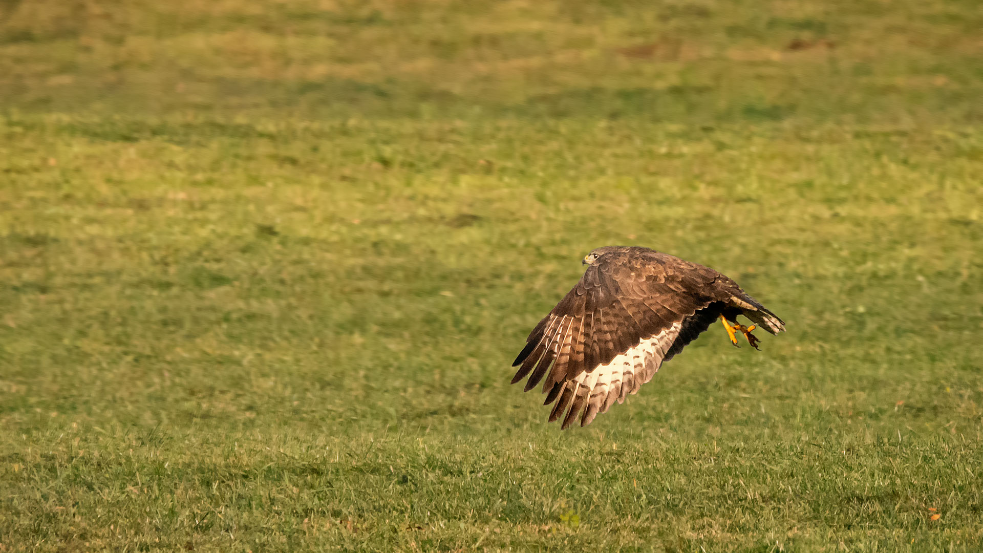 Mäusebussard