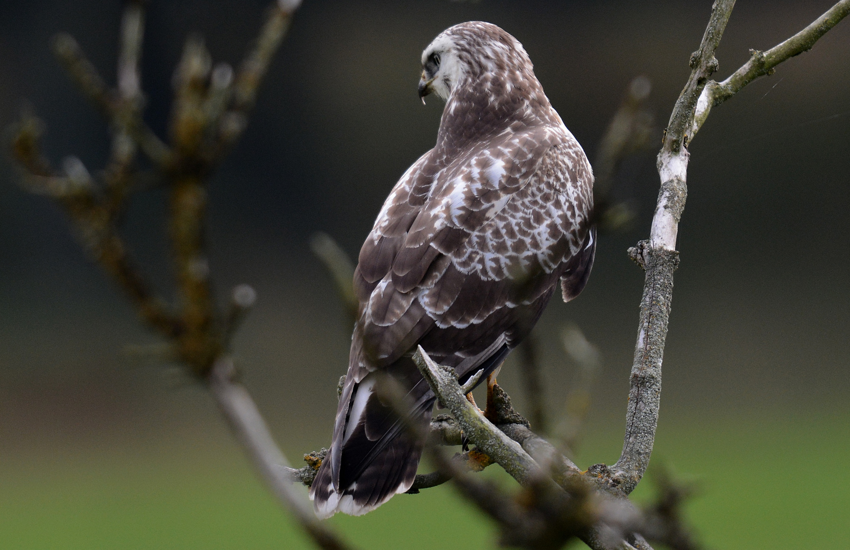 Mäusebussard