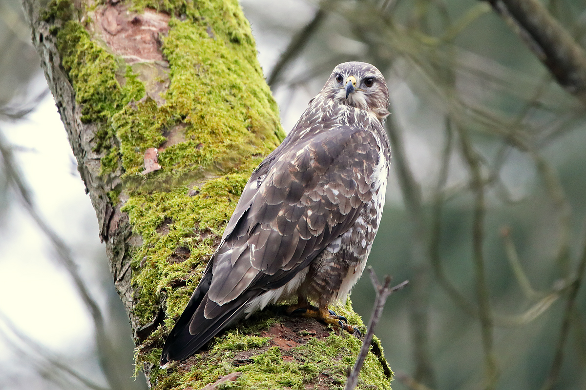 Mäusebussard