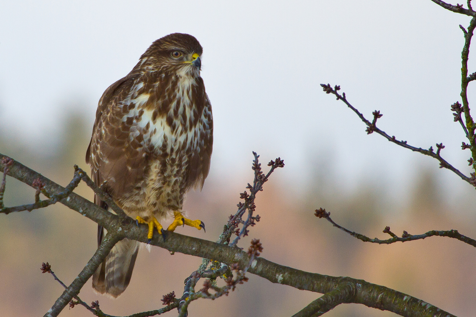 Mäusebussard