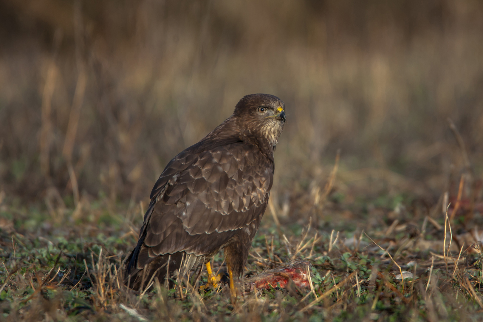 Mäusebussard