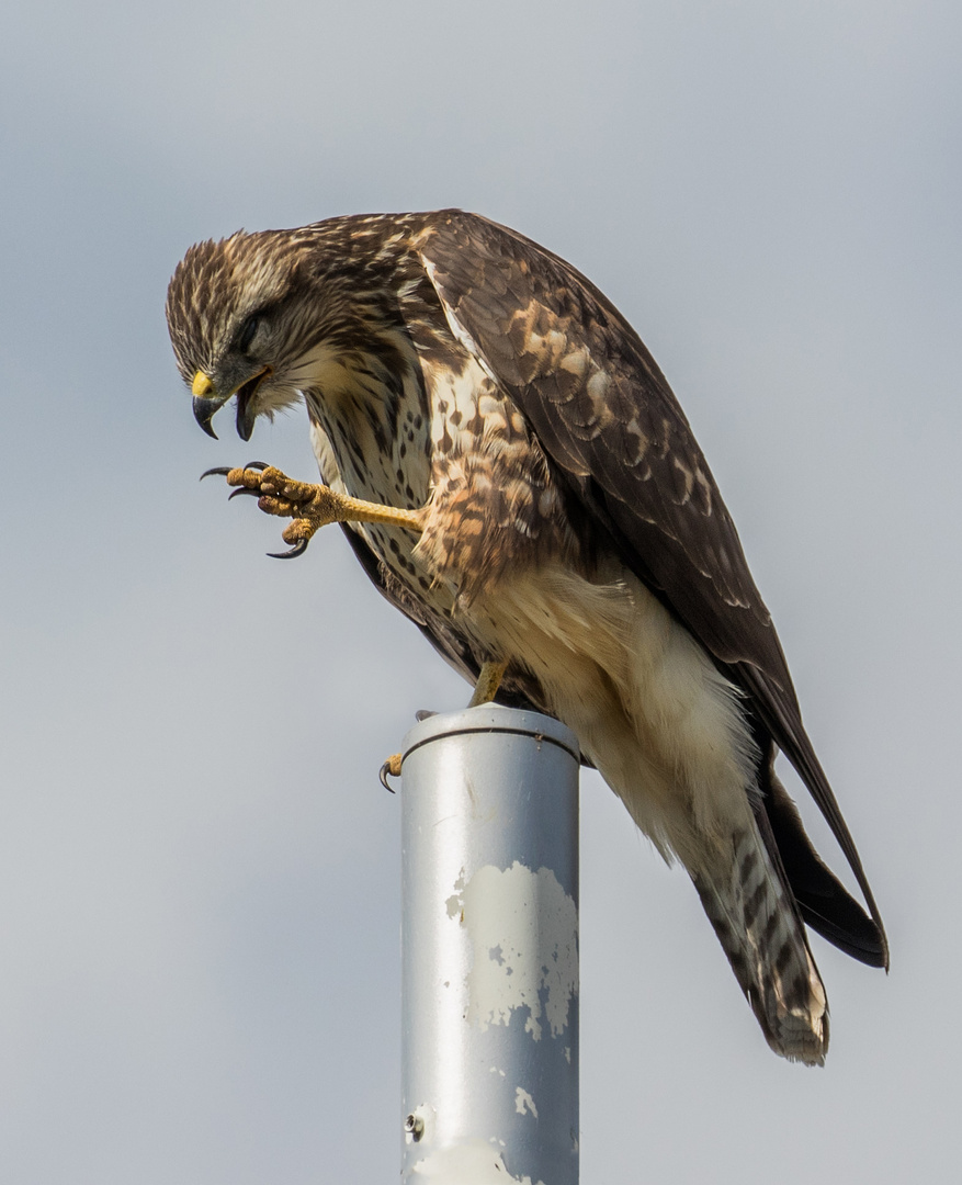 Mäusebussard