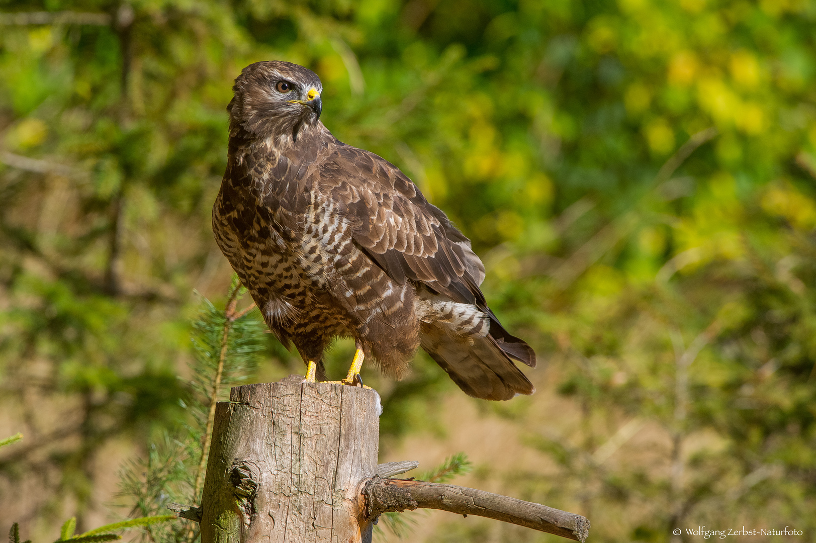   - MÄUSEBUSSARD -