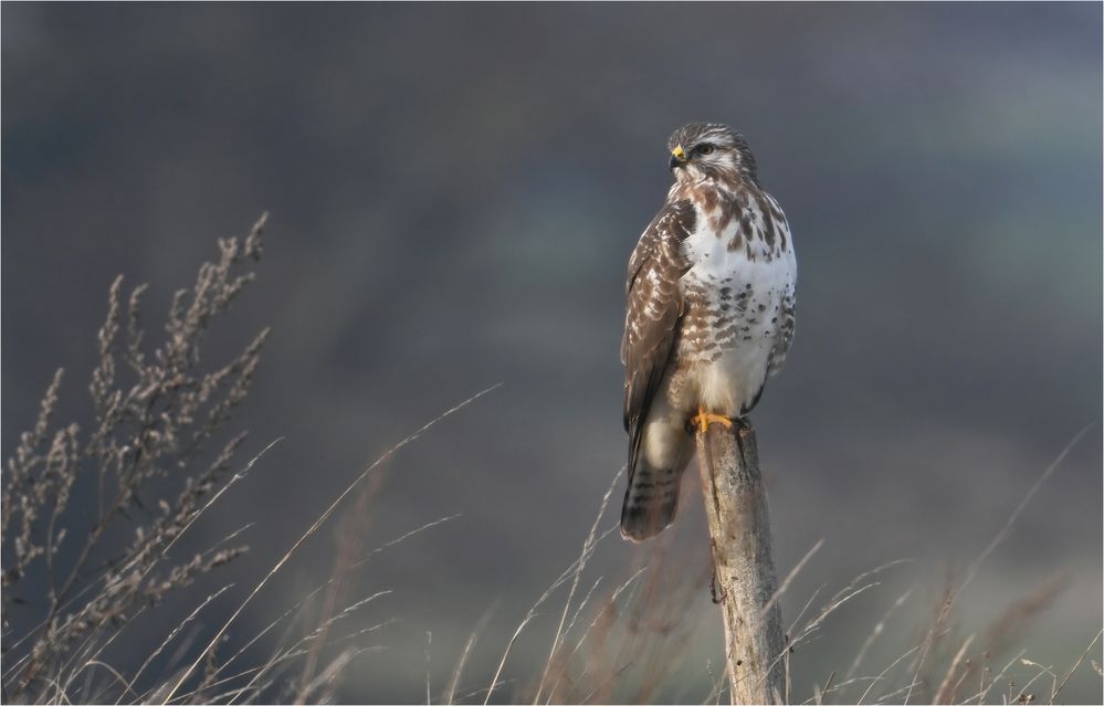 Mäusebussard