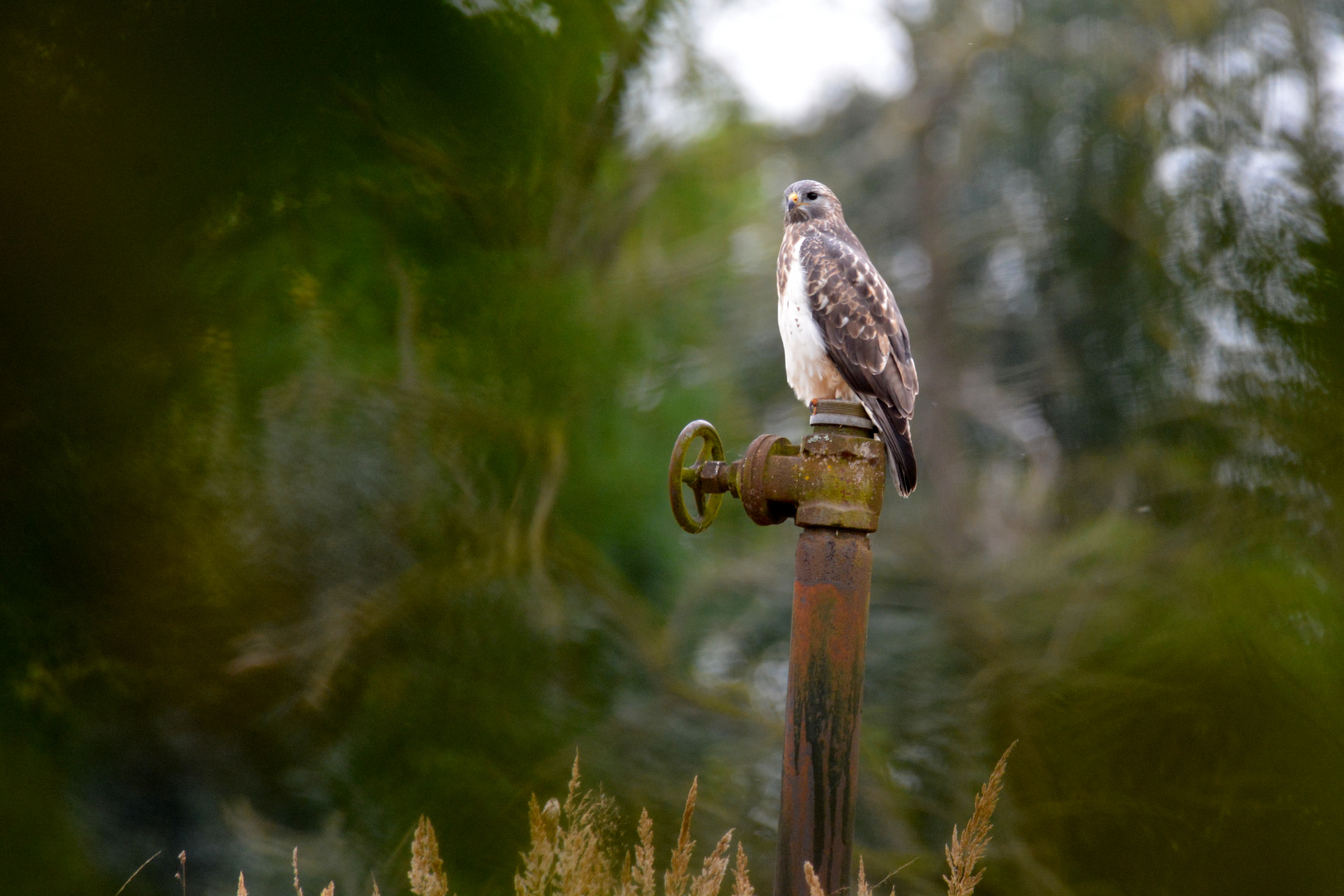 Mäusebussard