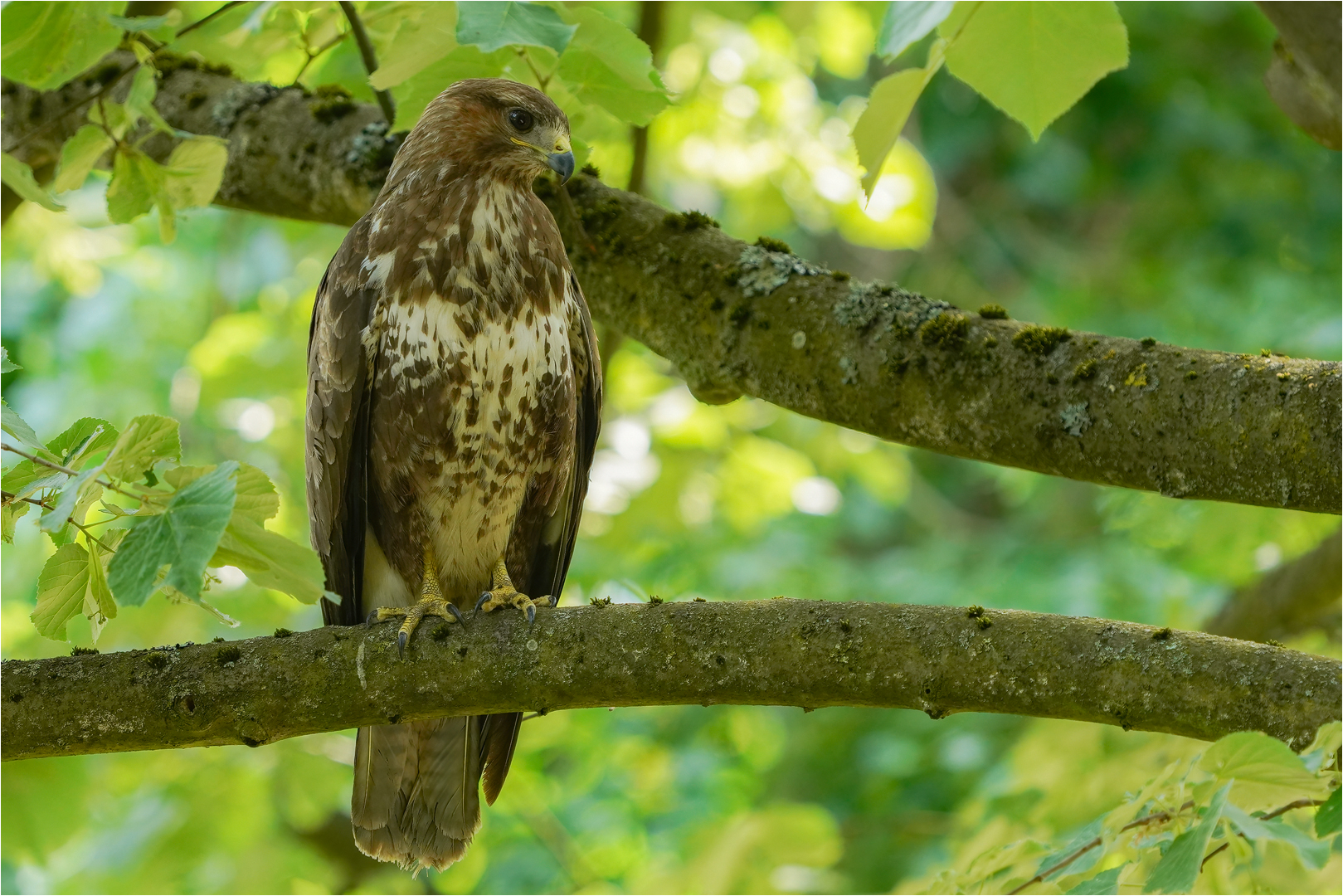 Mäusebussard