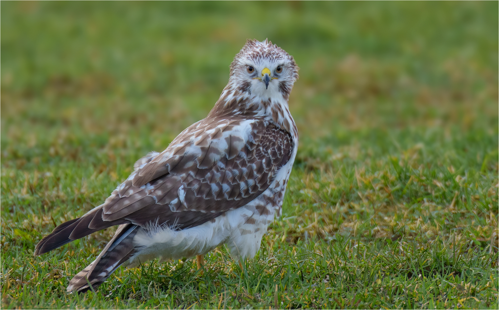 Mäusebussard