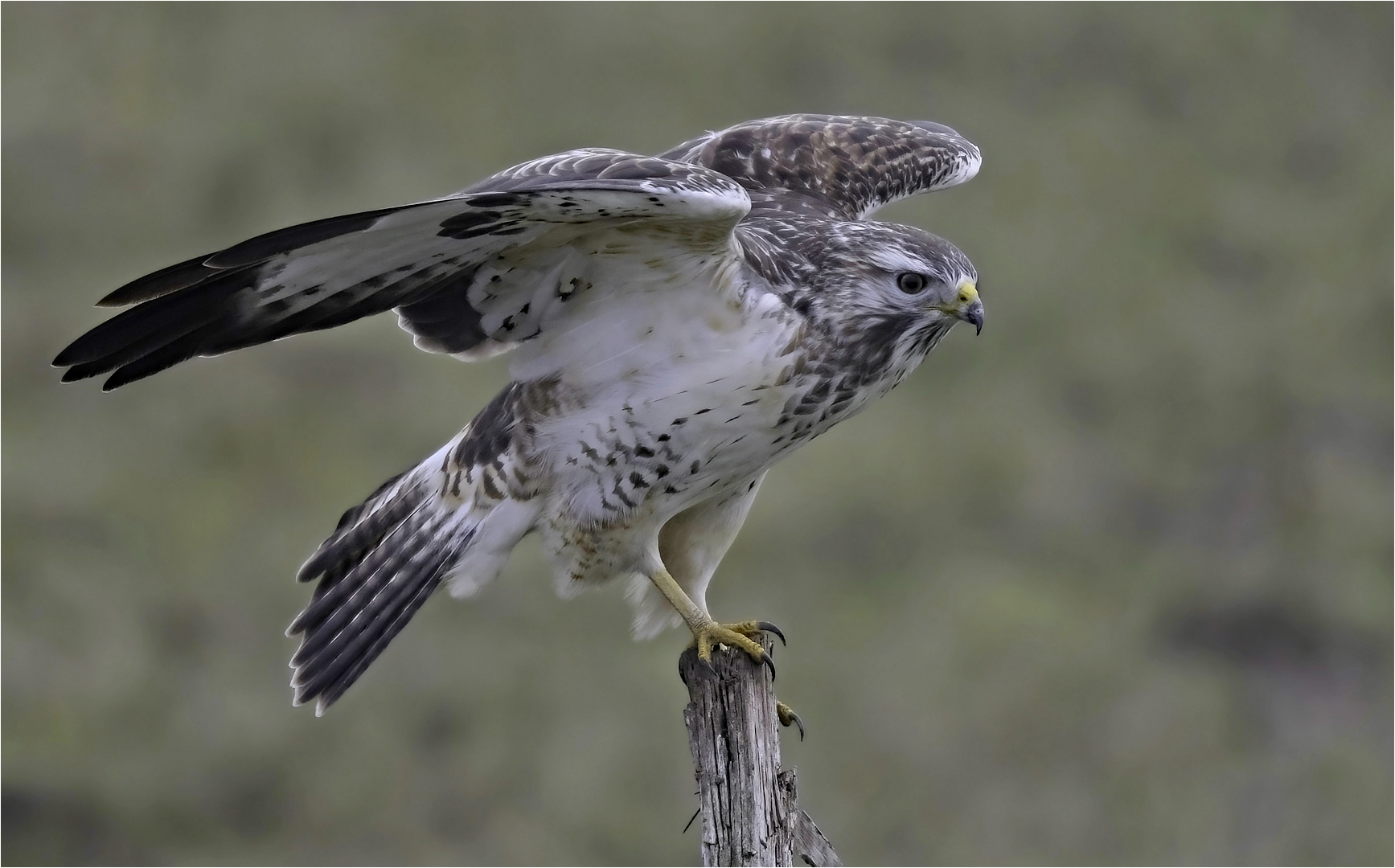 Mäusebussard