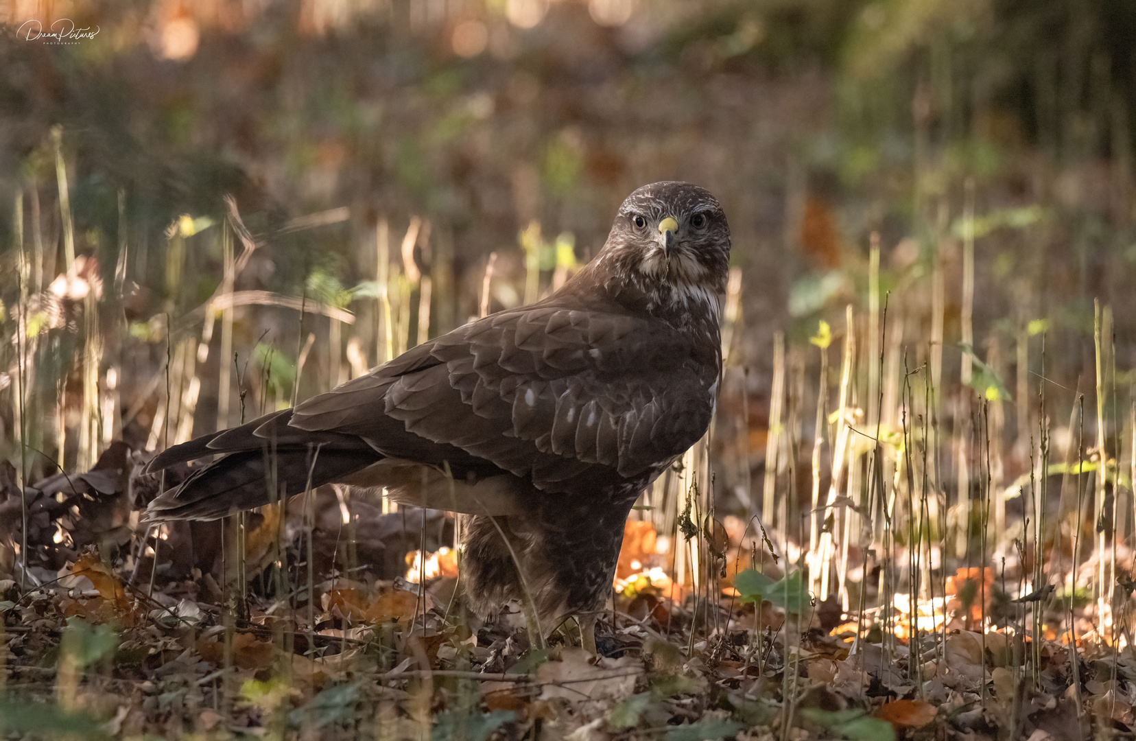 Mäusebussard