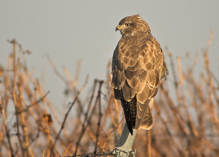 Mäusebussard