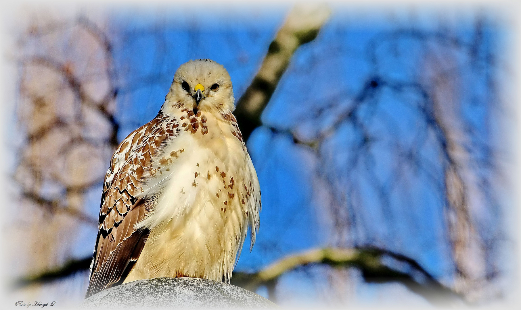 Mäusebussard 