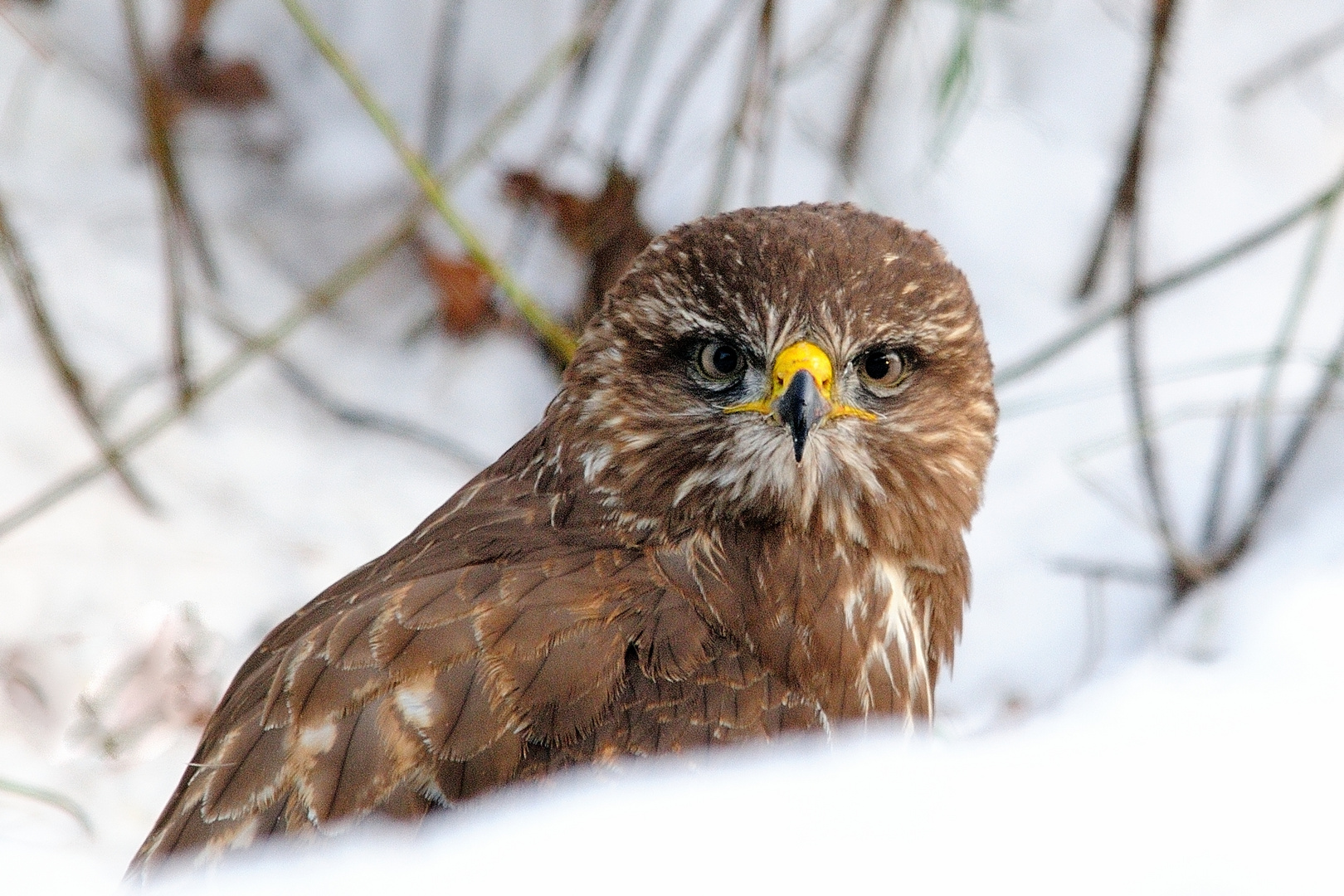 Mäusebussard