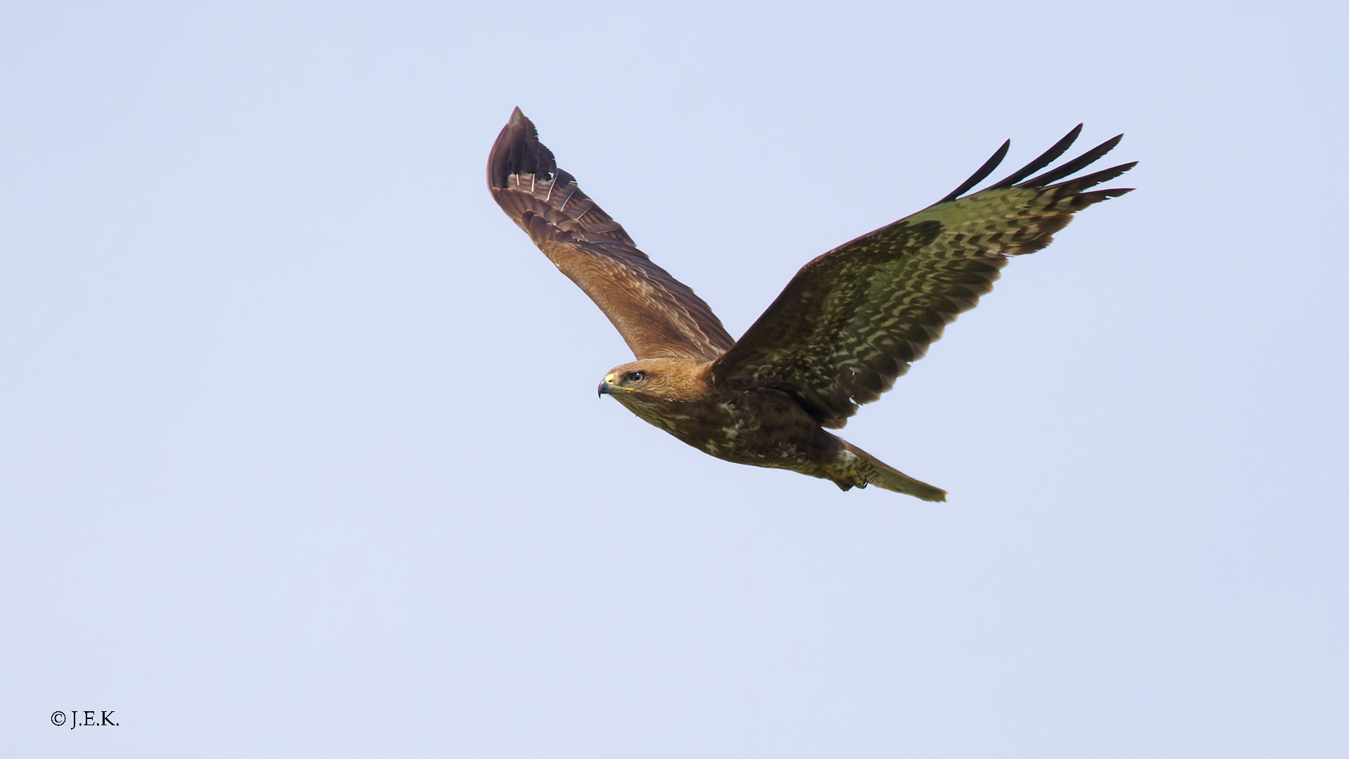 Mäusebussard