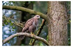 Mäusebussard.