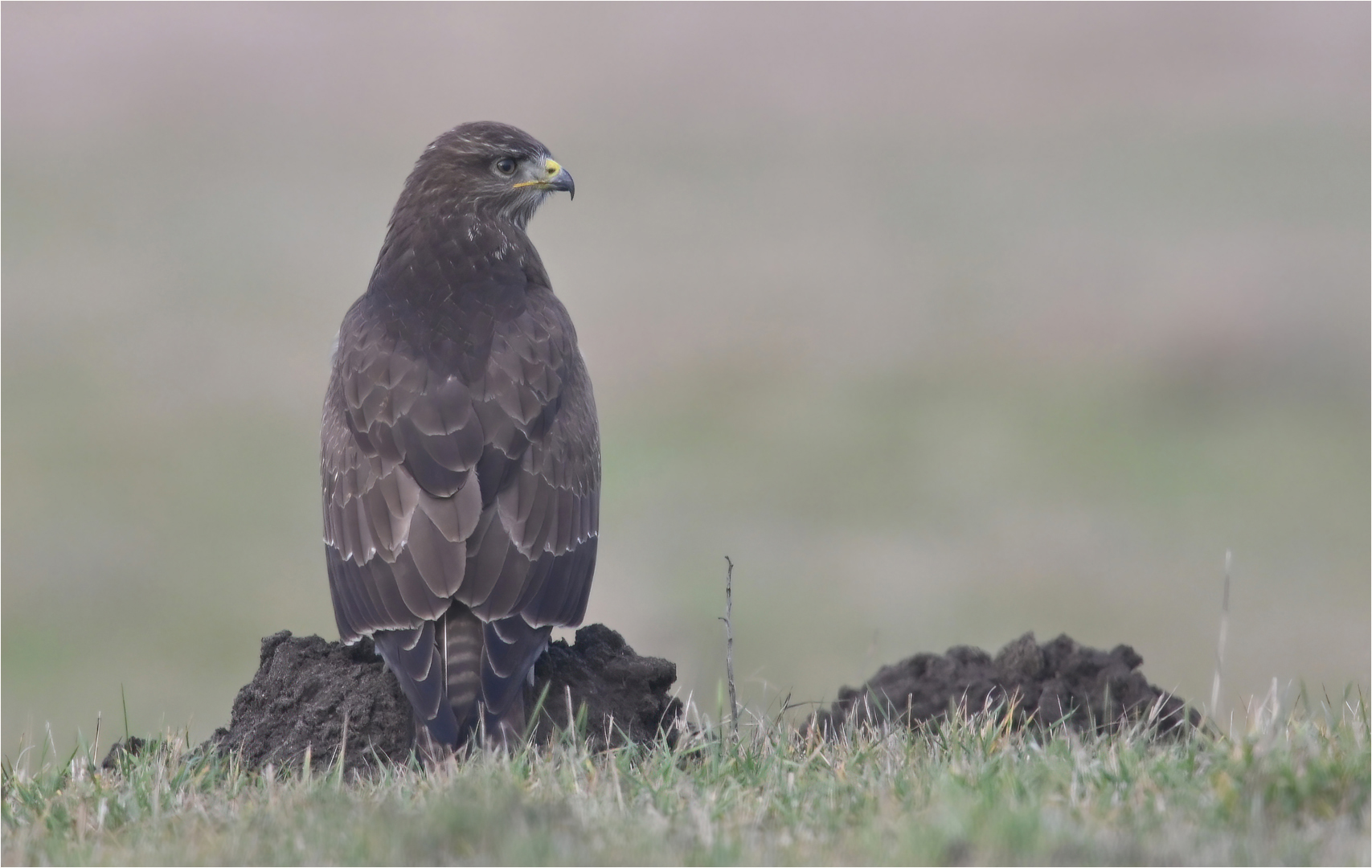 Mäusebussard