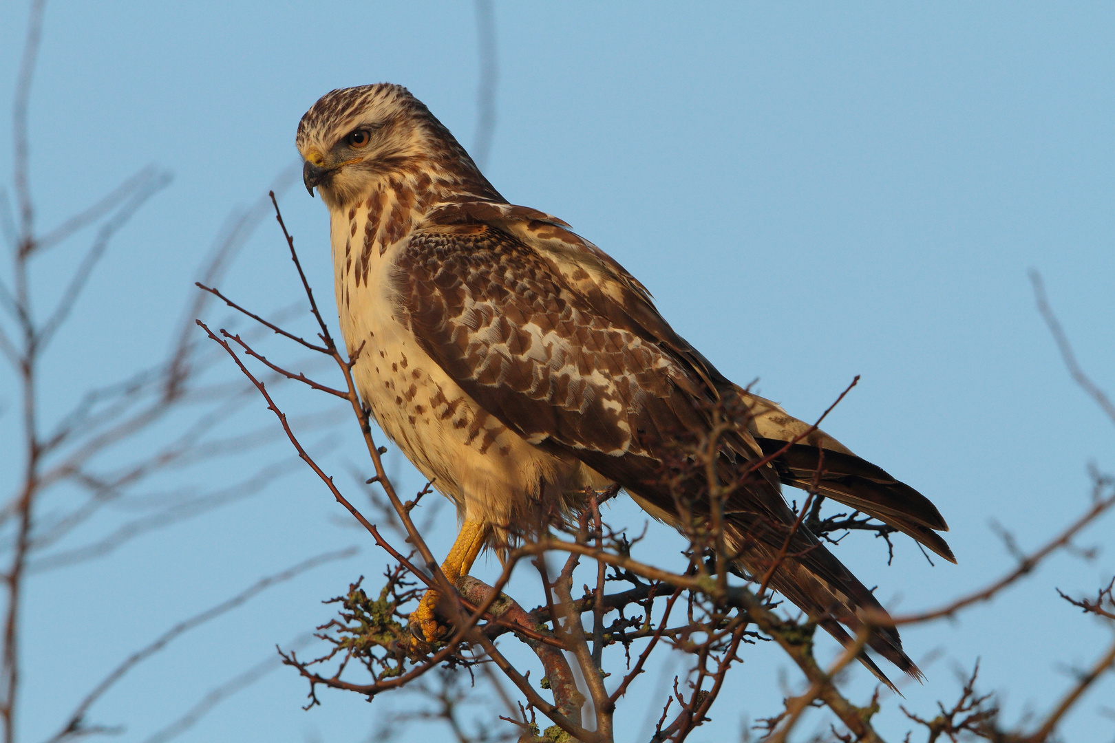 Mäusebussard