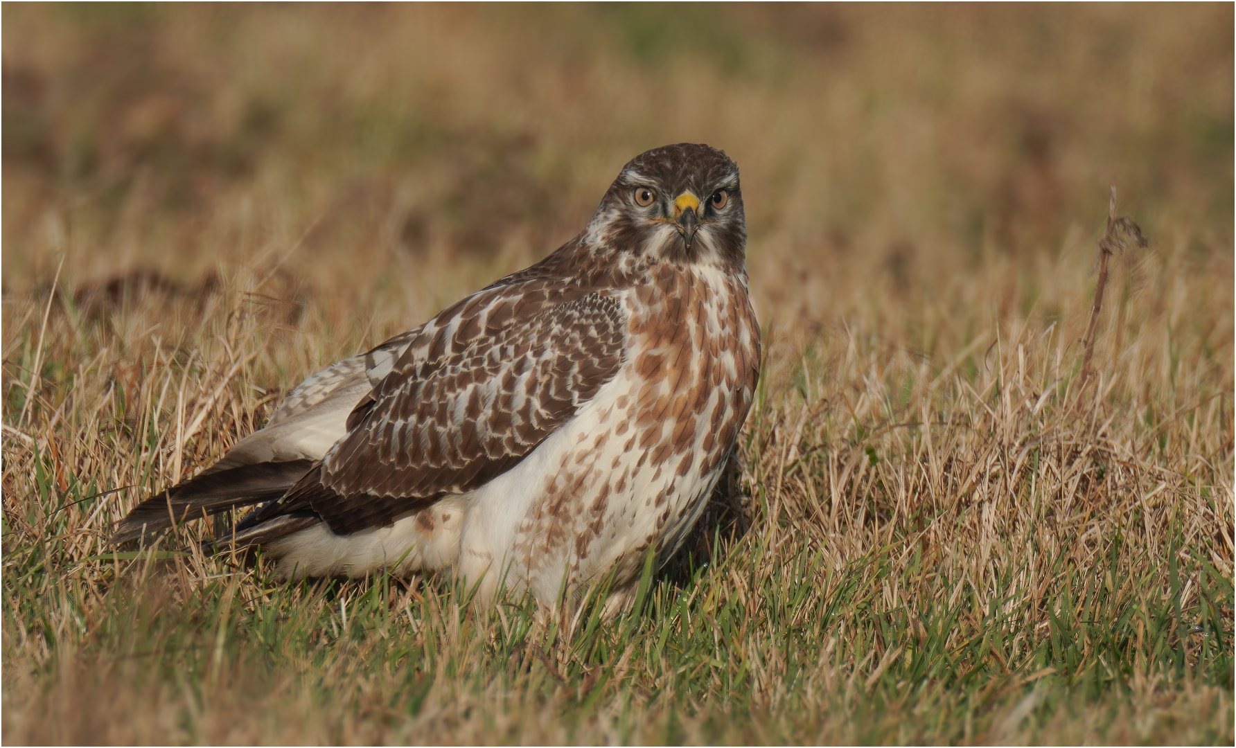 Mäusebussard