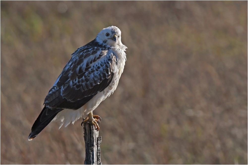 Mäusebussard