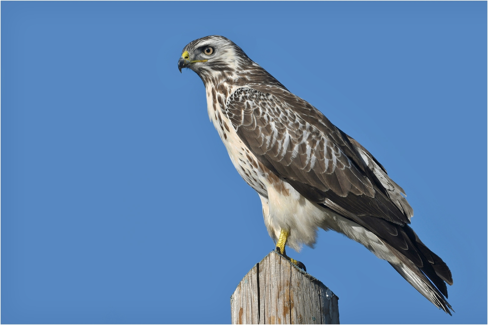 Mäusebussard Foto & Bild tiere, wildlife, wild lebende vögel Bilder