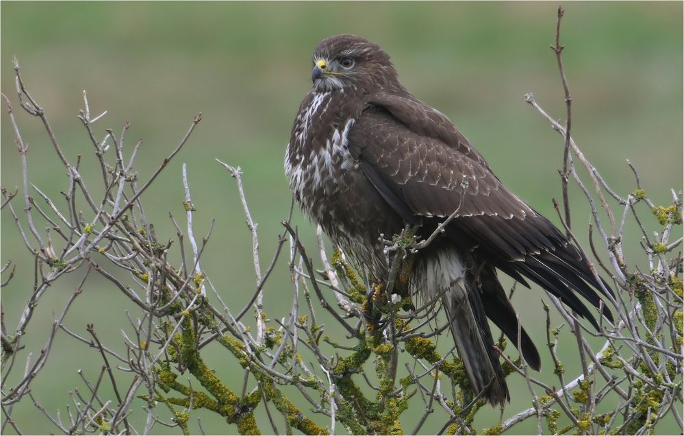 Mäusebussard