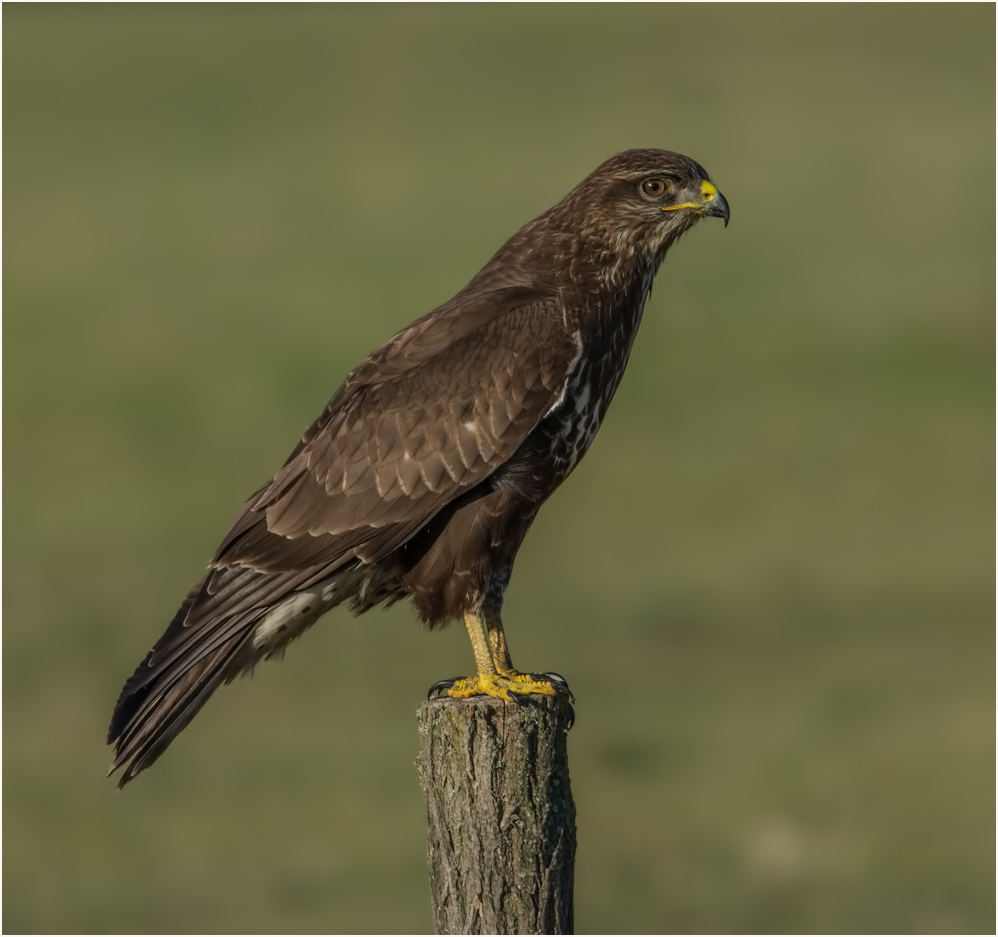 Mäusebussard