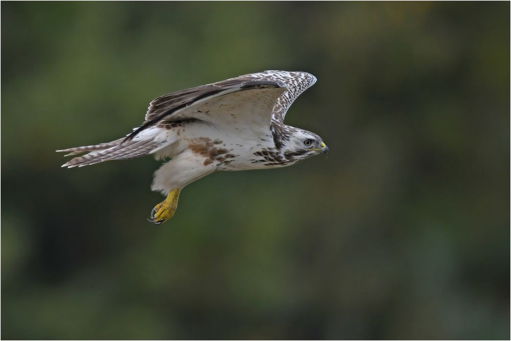 Mäusebussard