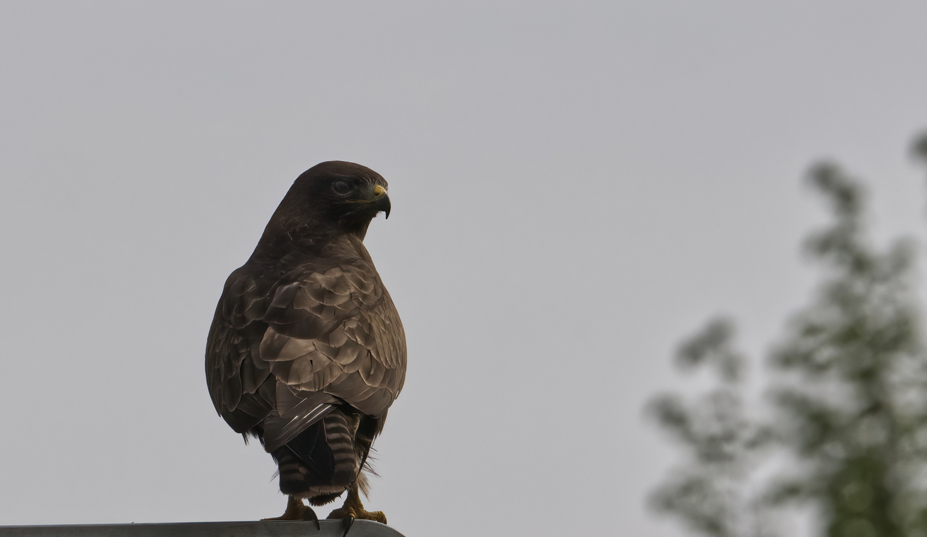 Mäusebussard