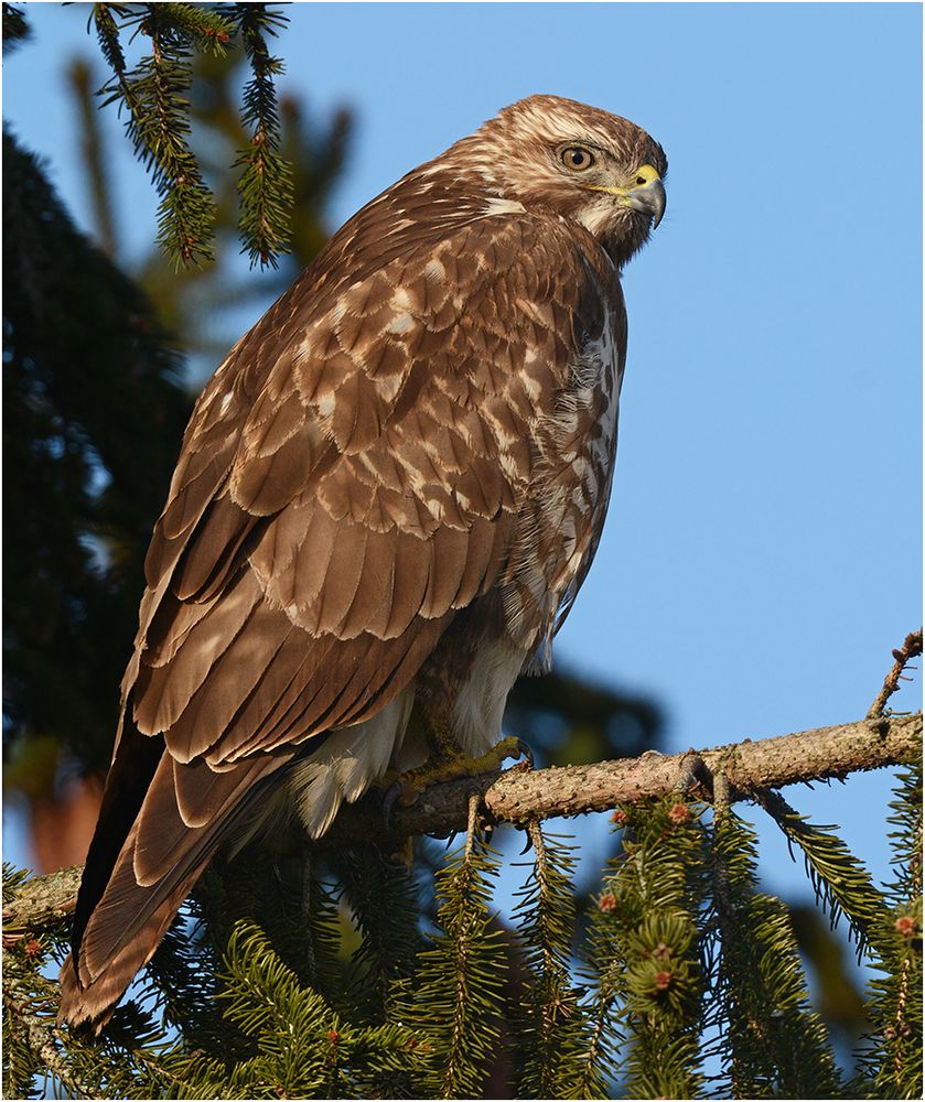 Mäusebussard