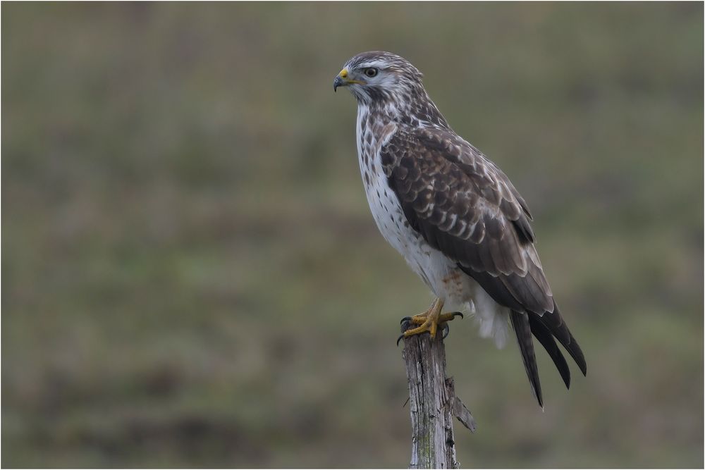 Mäusebussard