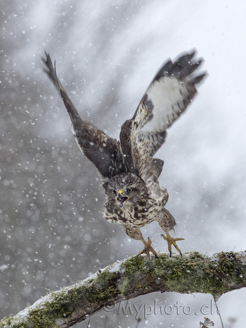 Mäusebussard