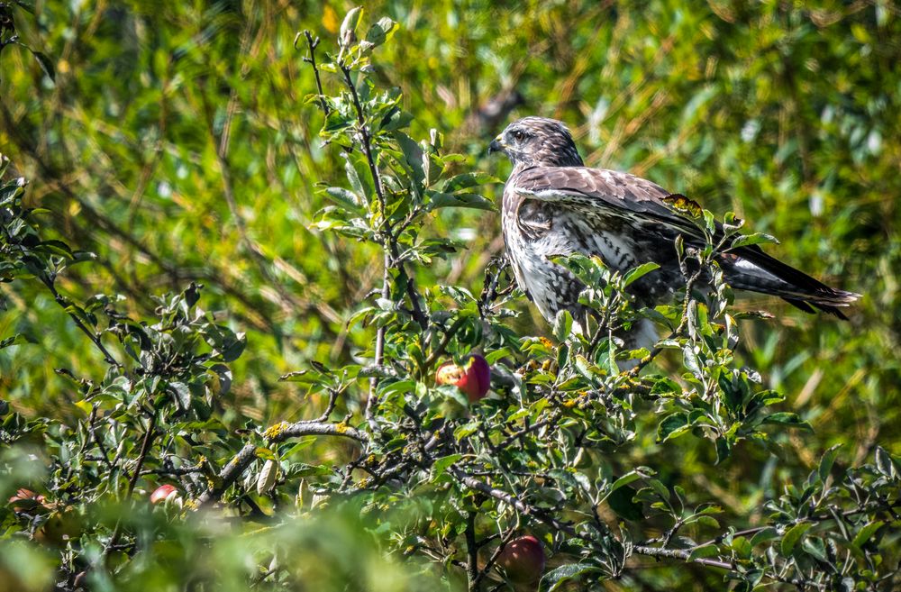 MÄUSEBUSSARD