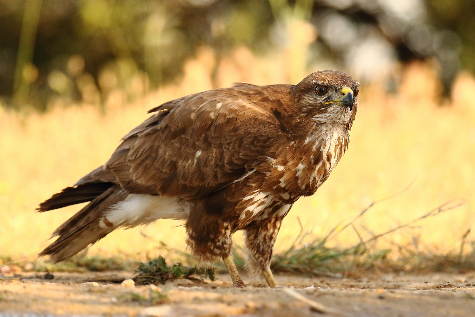 Mäusebussard