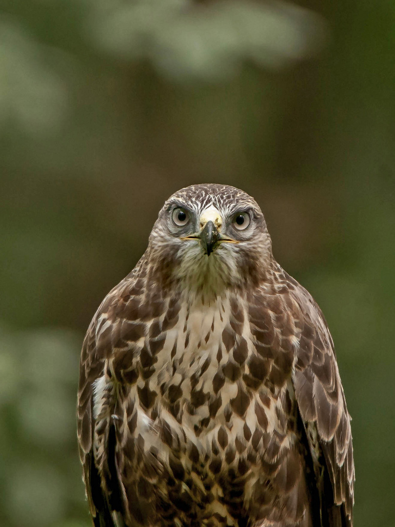 Mäusebussard