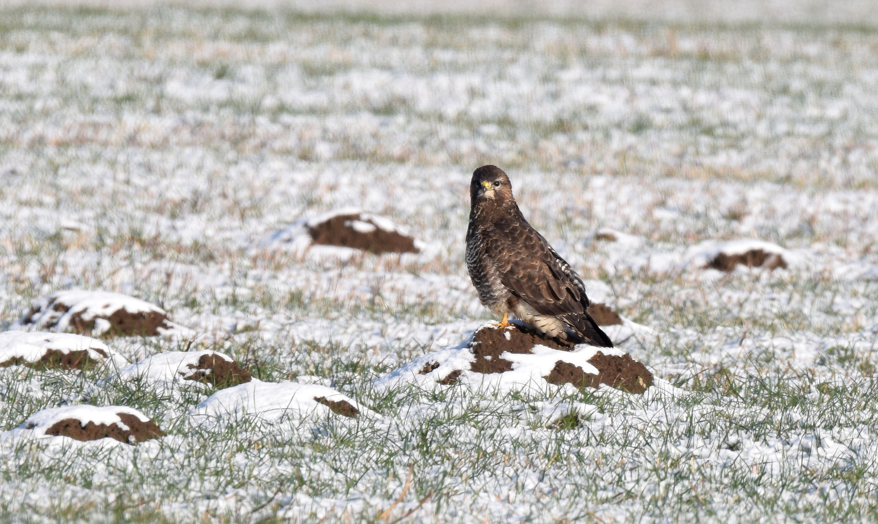 Mäusebussard