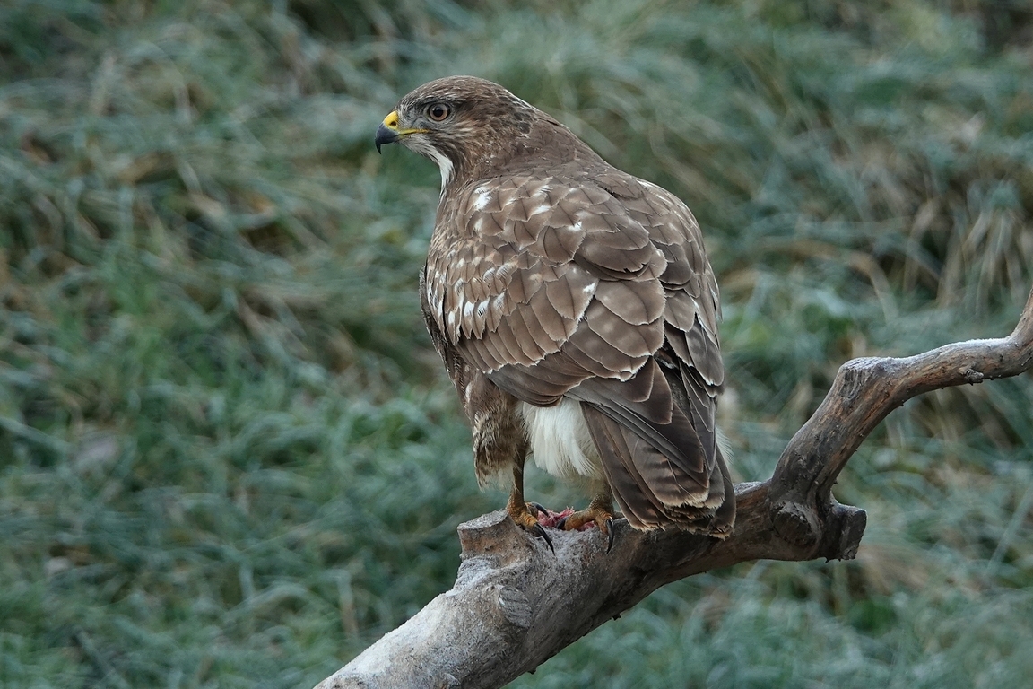 Mäusebussard