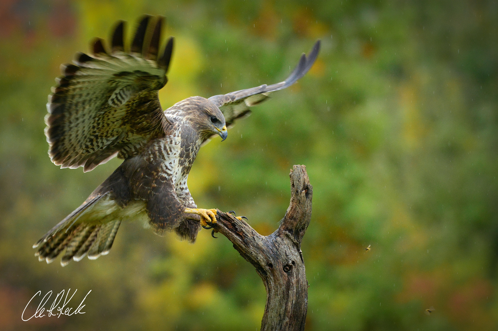 Mäusebussard 